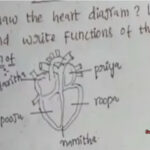 Viral Heart Diagram